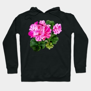 Two Pink and White Striped Geraniums Hoodie